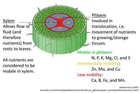 Mobility of nutrients in xylem and phloem